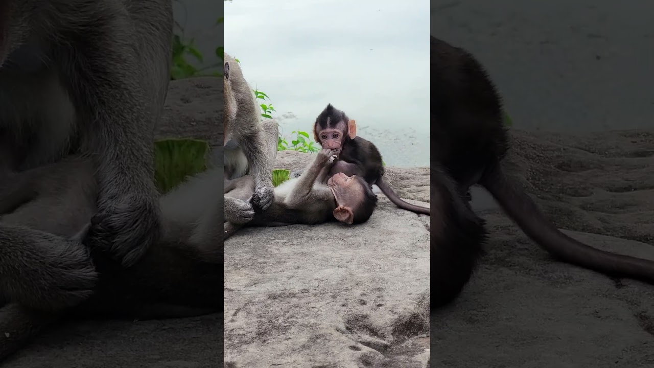 Adorable baby Blaze playing with sister Annette