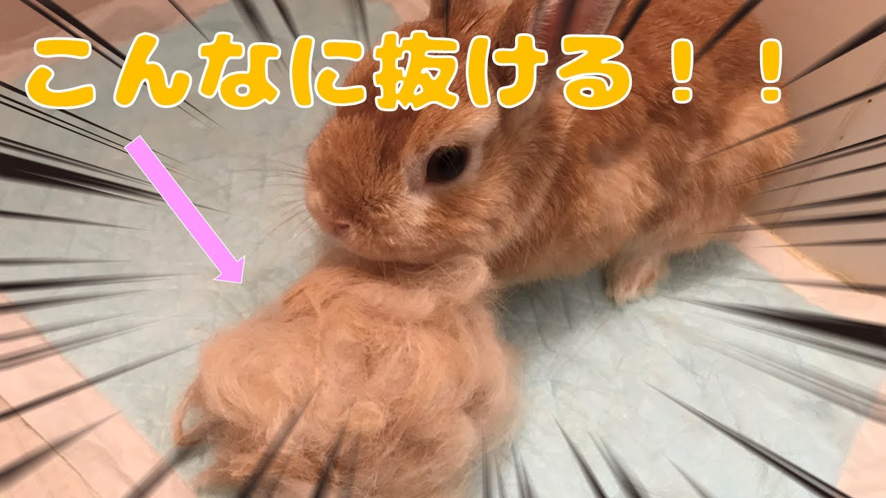 うさぎ グルーミングスプレーの価格と最安値 おすすめ通販を激安で