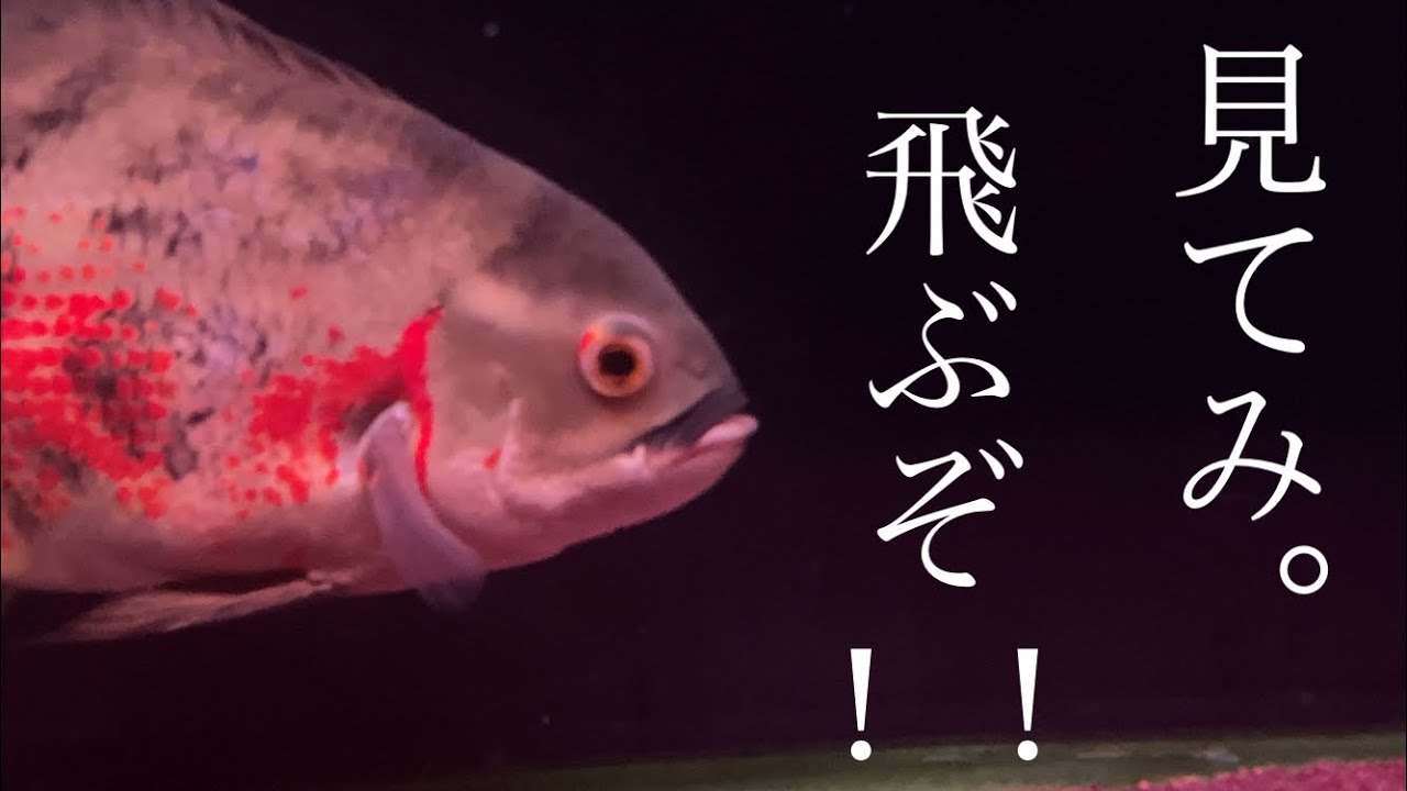 レッドベリーオスカーを水槽移動させたら色飛びしたって話。 - YouTube