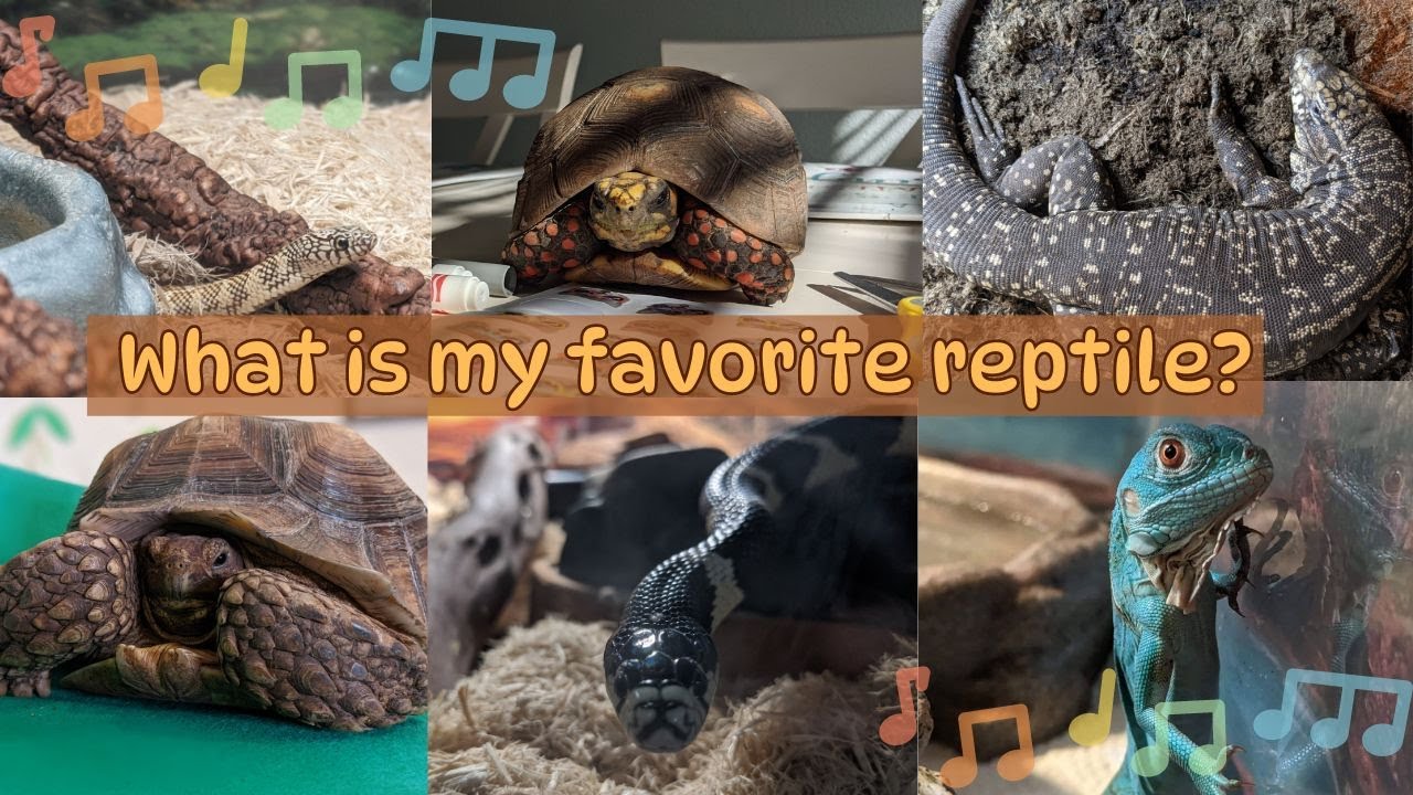 What is my favorite reptile? A reptile sing along song! - YouTube