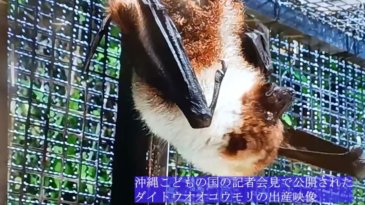 Daito Fruit Bat Breeding Success: World-First Birth Footage