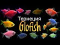 Тернеция Глофиш.Glofih