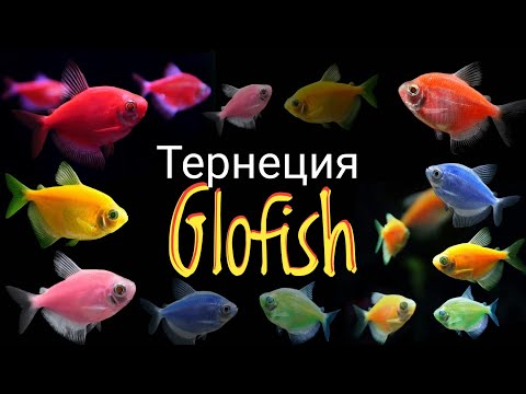 Videó: Hogyan Lehet Kikapcsolni A Glofiish-t