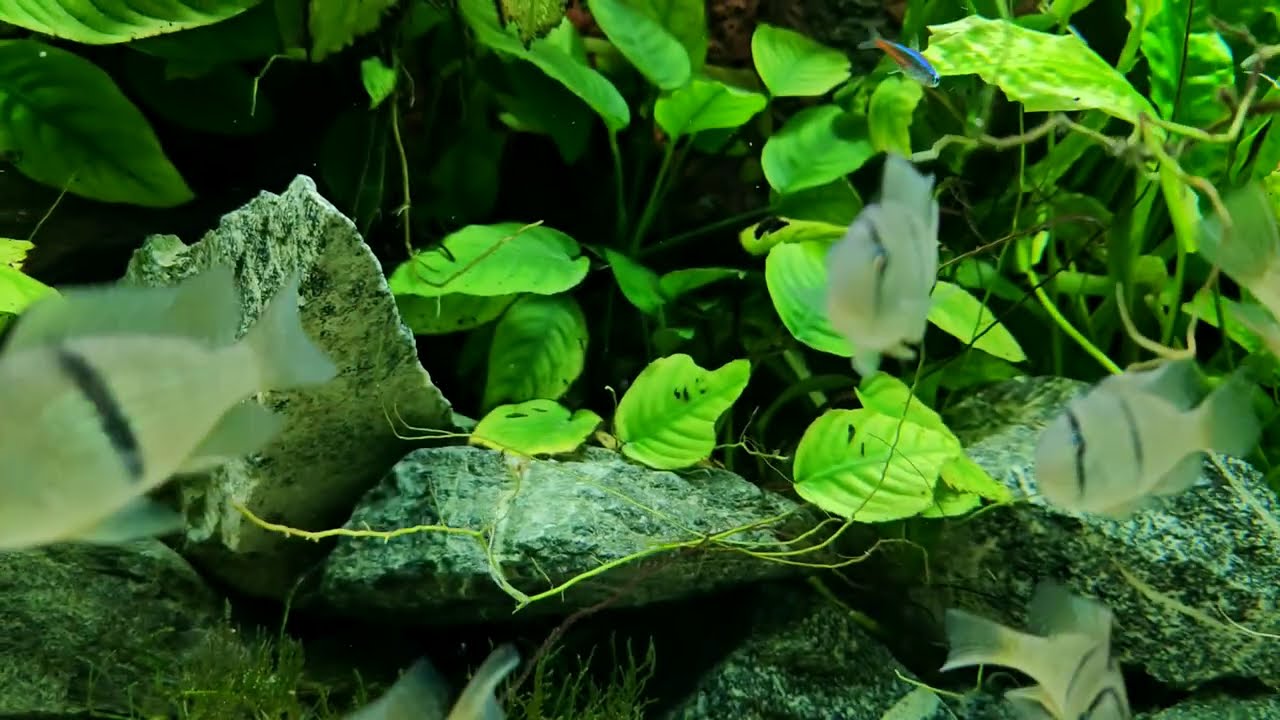 Geophagus Close Up in Aquarium | Акара Гейи крупным планом