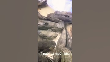 Bí Quyết Làm Giàu Nhờ Mô Hình Nuôi Cá Bống Tượng