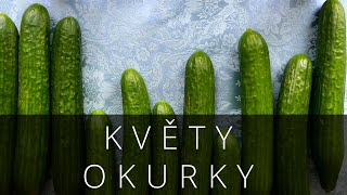 KVĚTY - Okurky