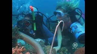 Scuba Divers Looking For Sea Snakes 2000S