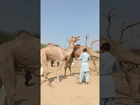 اصيب الابل شطر