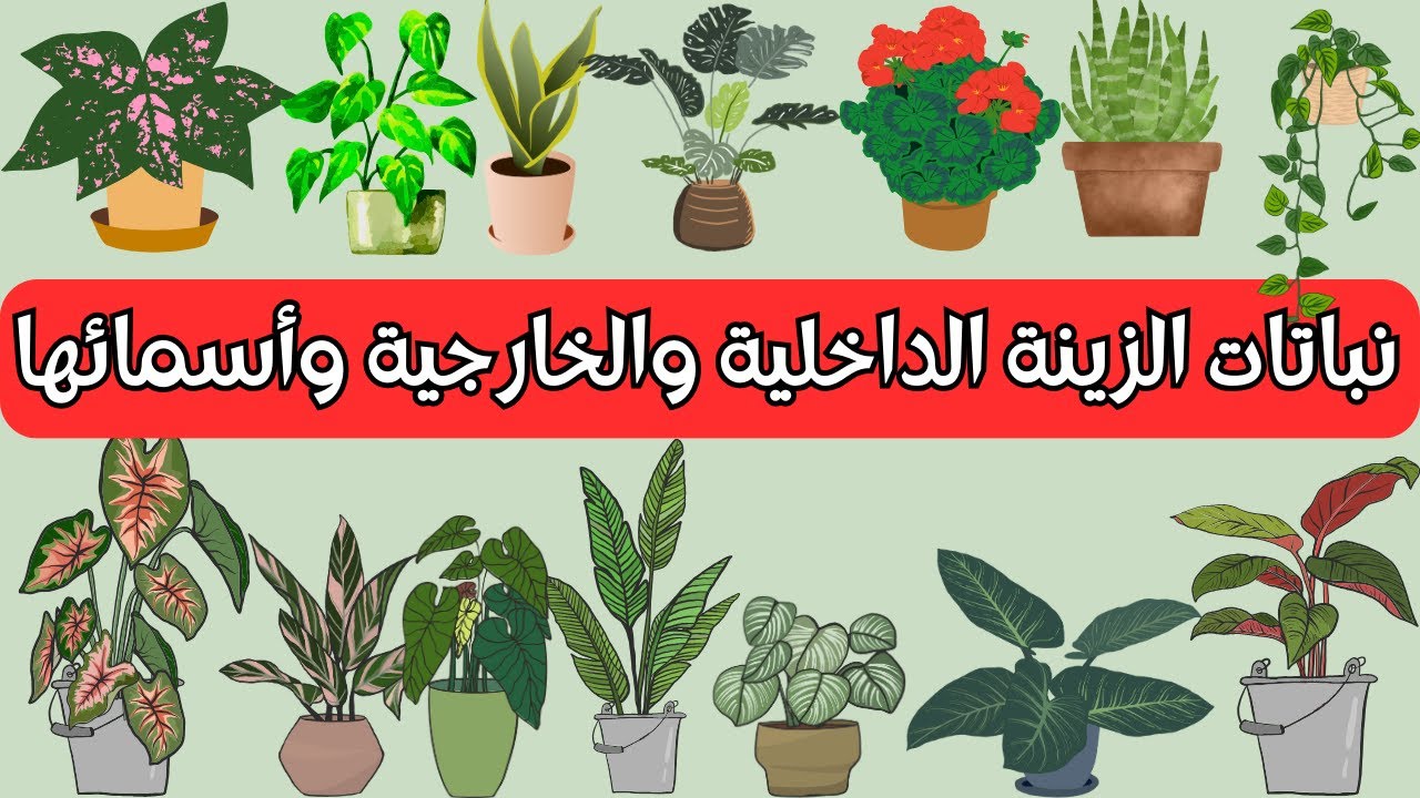 اسماء نباتات الزينة الداخلية والخارجية باللغة الانجليزية