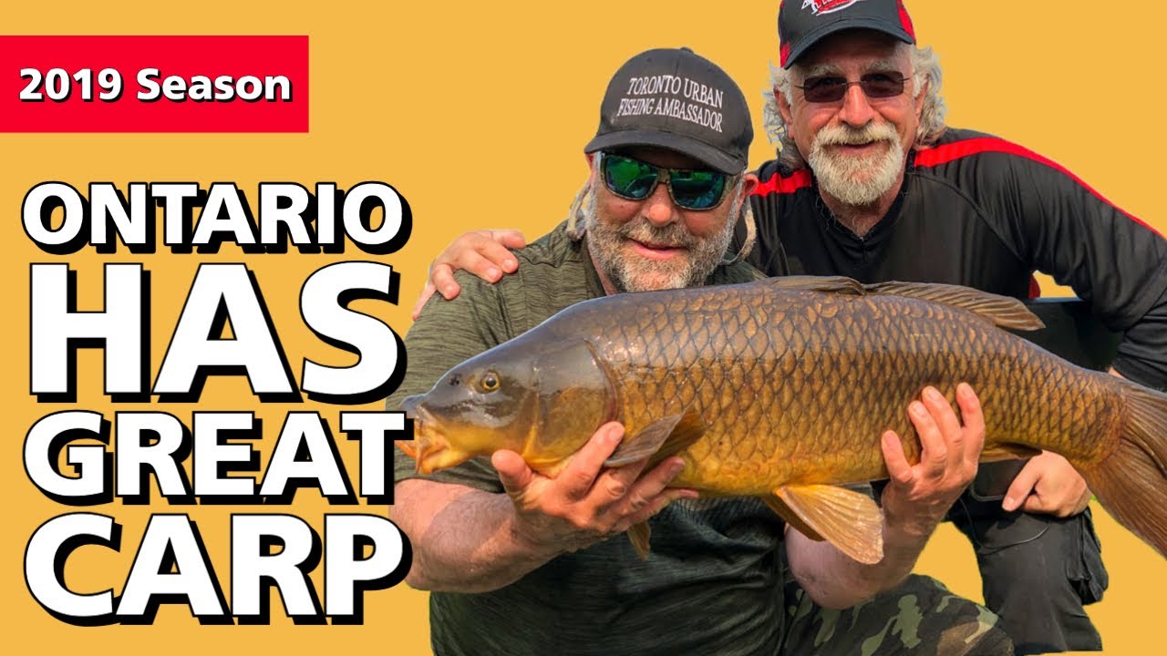 Ontario Has Great Carp Fishing The Fishing Canada Show