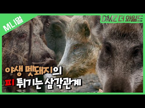 [M니멀] 사랑을 차지하기 위한 야생 멧돼지들의 치열한 현장🩸😨｜Wild boars in a Love triangle