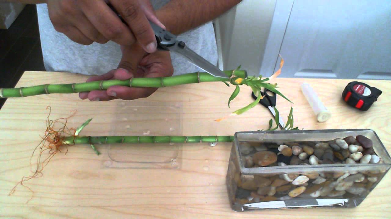 how to grow tall lucky bamboo - Howgrowpro