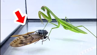 If you drop a living cicada in front of a hungry mantis ...