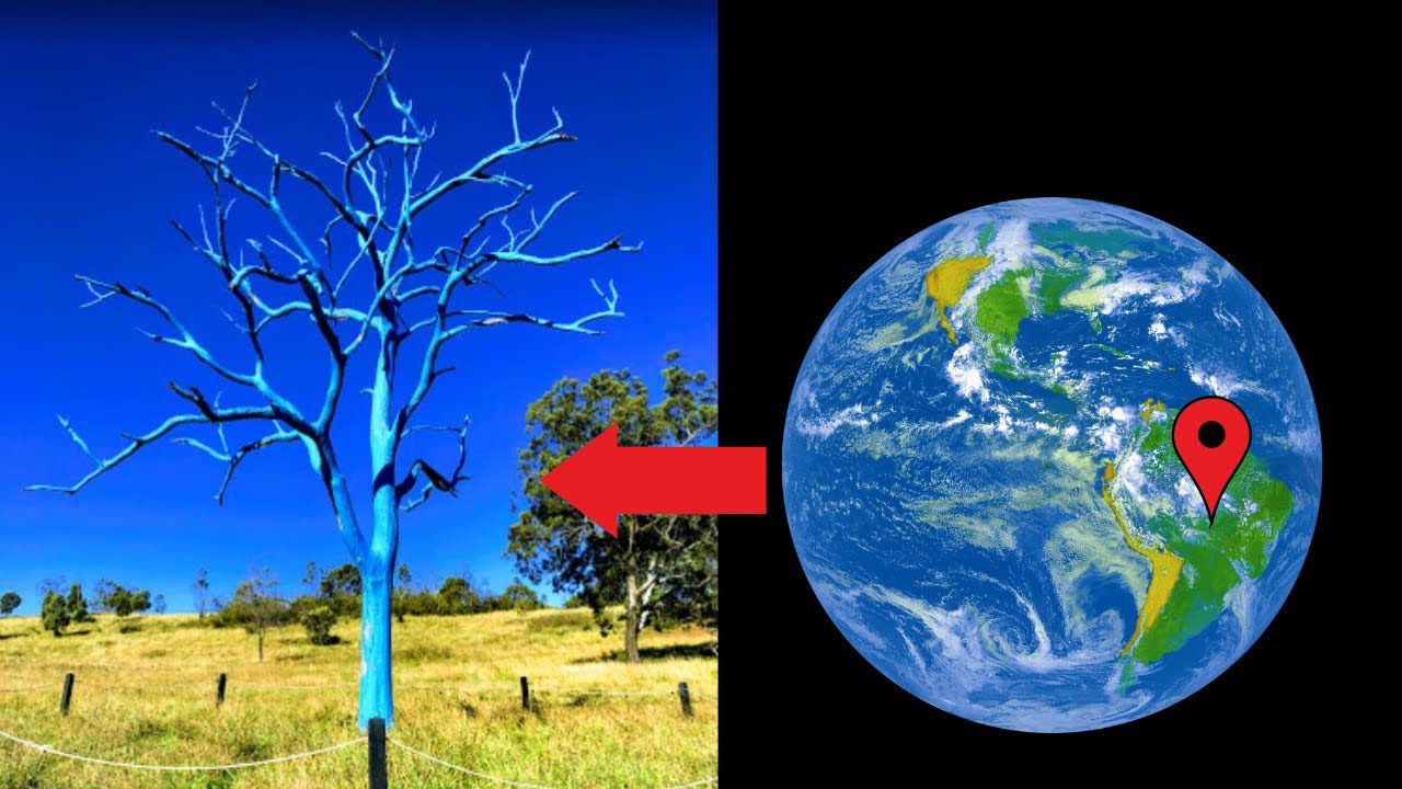 i-found-blue-tree-on-google-earth-the-australian-botanic-garden