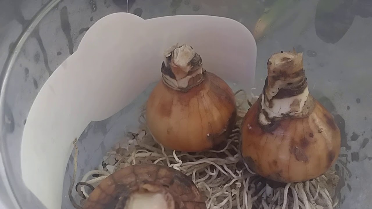 #narcissus×jacinto#como replanta-los🙄