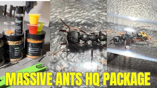 4 New Species In This Big Ants HQ package!