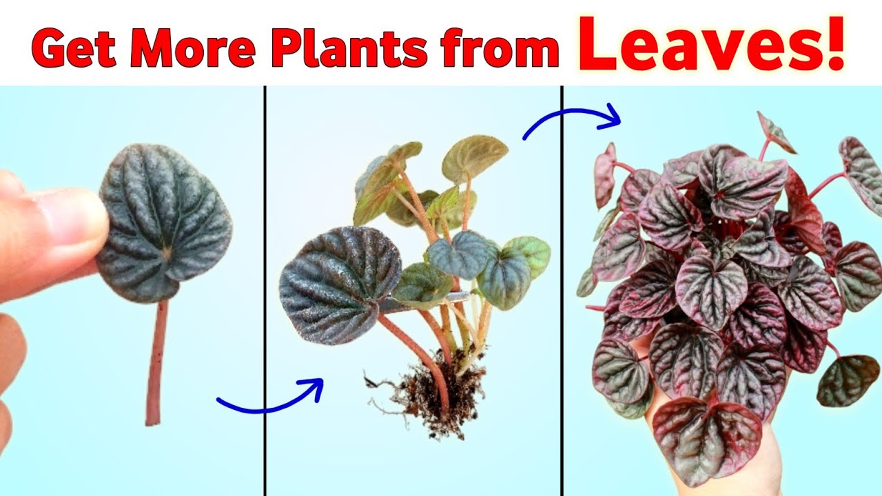 Best Way to Propagate Peperomia From Leaves // Peperomia Propagation from Leaf Cuttings