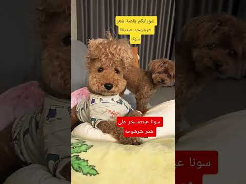 سونا عبتتمسخر على قصة شعر صديقتها شرشوحه انتوا شورايكم بهالقصة