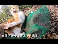 山遊びが楽しすぎて家猫が興奮状態になりました