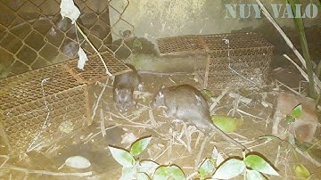 Bẫy chuột thông minh và con chuột thành tinh | Nuy Valo