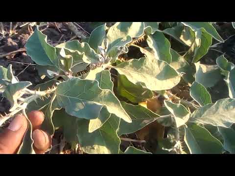 Tumia Ndulele Kutoa Uchawi