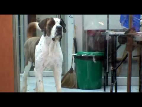 shaving st bernard