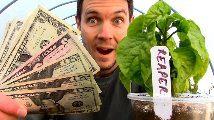 How to Make Money with Plants in Your Living Room | Propagate, Grow, and Sell Plants for Cash - DayDayNews