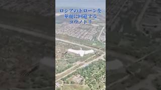 ロシア軍ドローンを華麗に回避するコウノトリ #stork