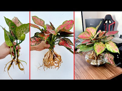 Video: Christmas Cactus Blooms Wilt - Tại sao Hoa Xương rồng Giáng sinh lại héo