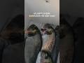 pesca sub | 🤜NATALE NELL'ATLANTICO DEL NORD - 💥MATADOR 100 roller invert - 🇲🇫Clement Martineau