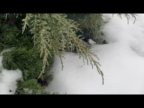 Nature has no bad weather! A garden in January!
