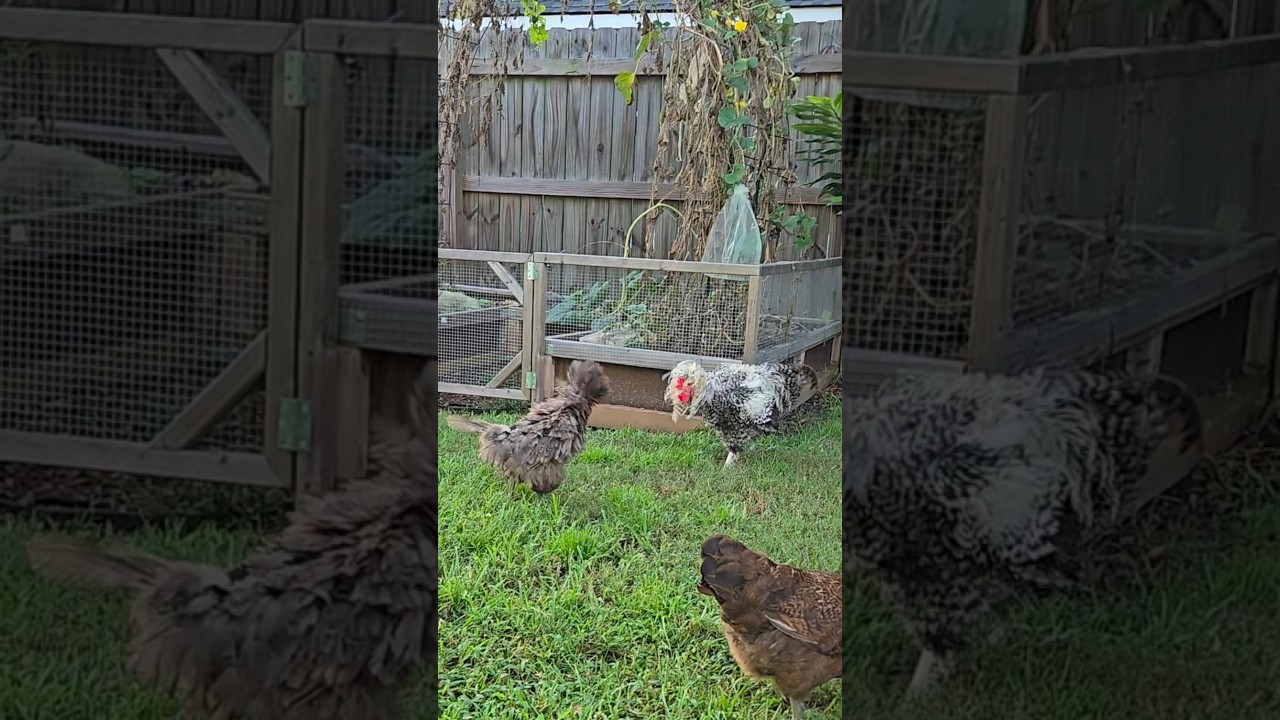Domino is such a sissy! Goofy chickens
