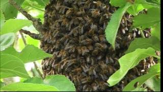 Bees moveing a swarm that went wrong, fantastic video clip. How not to move a swarm of Bees.