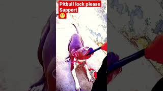 PITBULL DOG LOCK  #youtubeshorts #dog #pitbull #lock #pitbulldog #viral #newchannel #ytshorts