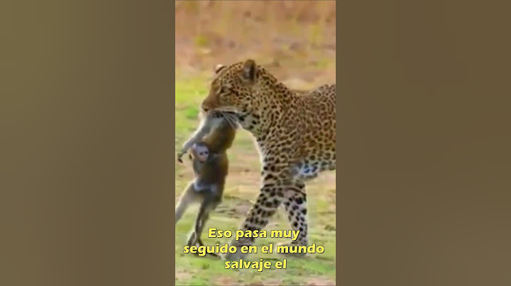 LEOPARDO DESTROZARA A UNA MADRE MONO Y SU CRIA