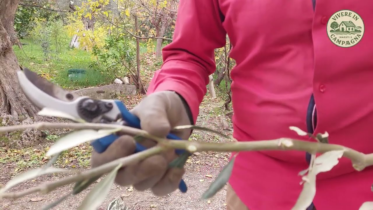 Talea legnosa dell'ulivo