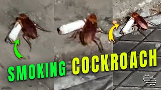 Cockroach Walking with a Cigarette