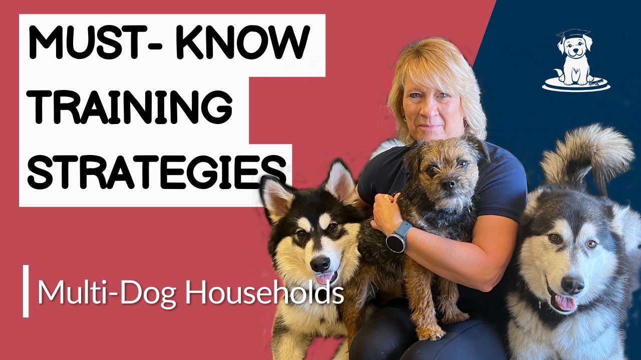 The Dog Training Secret Reduce Household Pet Conflicts YouTube