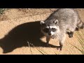 Raccoons freeze  caught crossing front yard in middle of the night