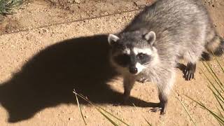 Raccoons Freeze | Caught Crossing Front Yard in Middle of the Night