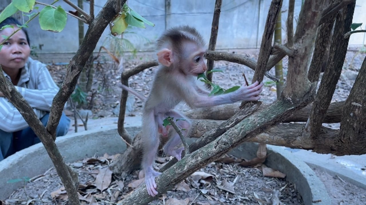 Brave &amp; Strong Baby Monkey Climb &amp; Play On Tree By Himself - YouTube