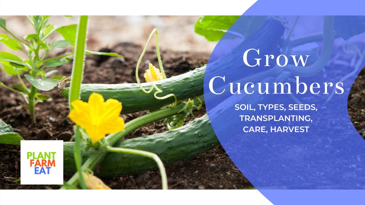 How to grow cucumbers from seeds to harvest YouTube