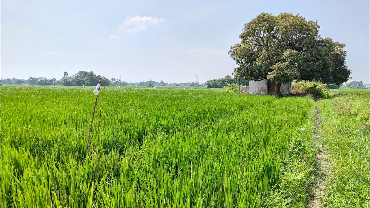 No 13 Agriculture Land 10 Acres For Sale Near ECR Cheyyur 9150007976 YouTube