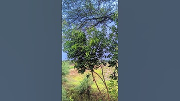 SHOOT ON BEAUTIFUL PHOTOS 🤩 IN LMC R15 CONFIG FILE #youtubeshorts #shortsvideo #shrot