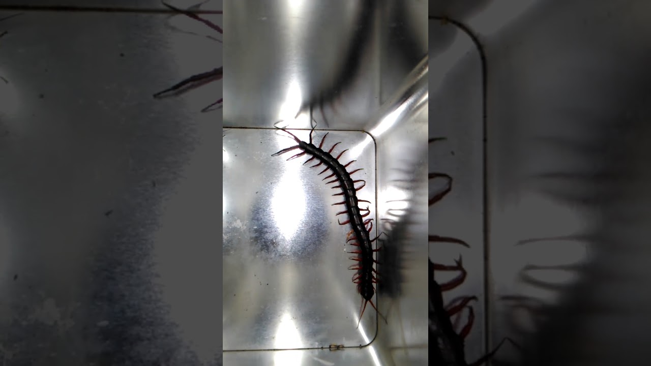 840+ Gambar Hewan Berkaki Dua Crayon Gratis Terbaru