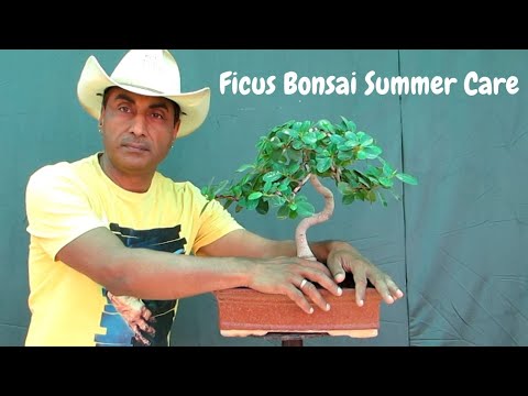 Ficus Bonsai Summer Care Top 3 Tips