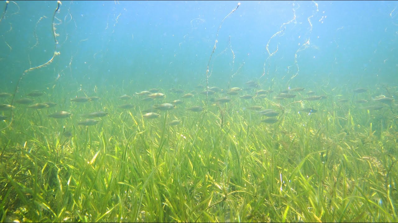 Guitar in the Shallows full album