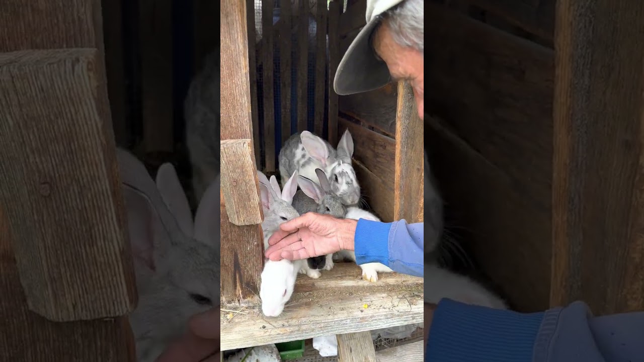 Rabbit 🐰  Kunici … Kod cicija na farmi kunica ✌️😉12.06.2023 Velika Kopanica