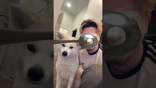 MY DOG THINKS IMMA STUPID😭