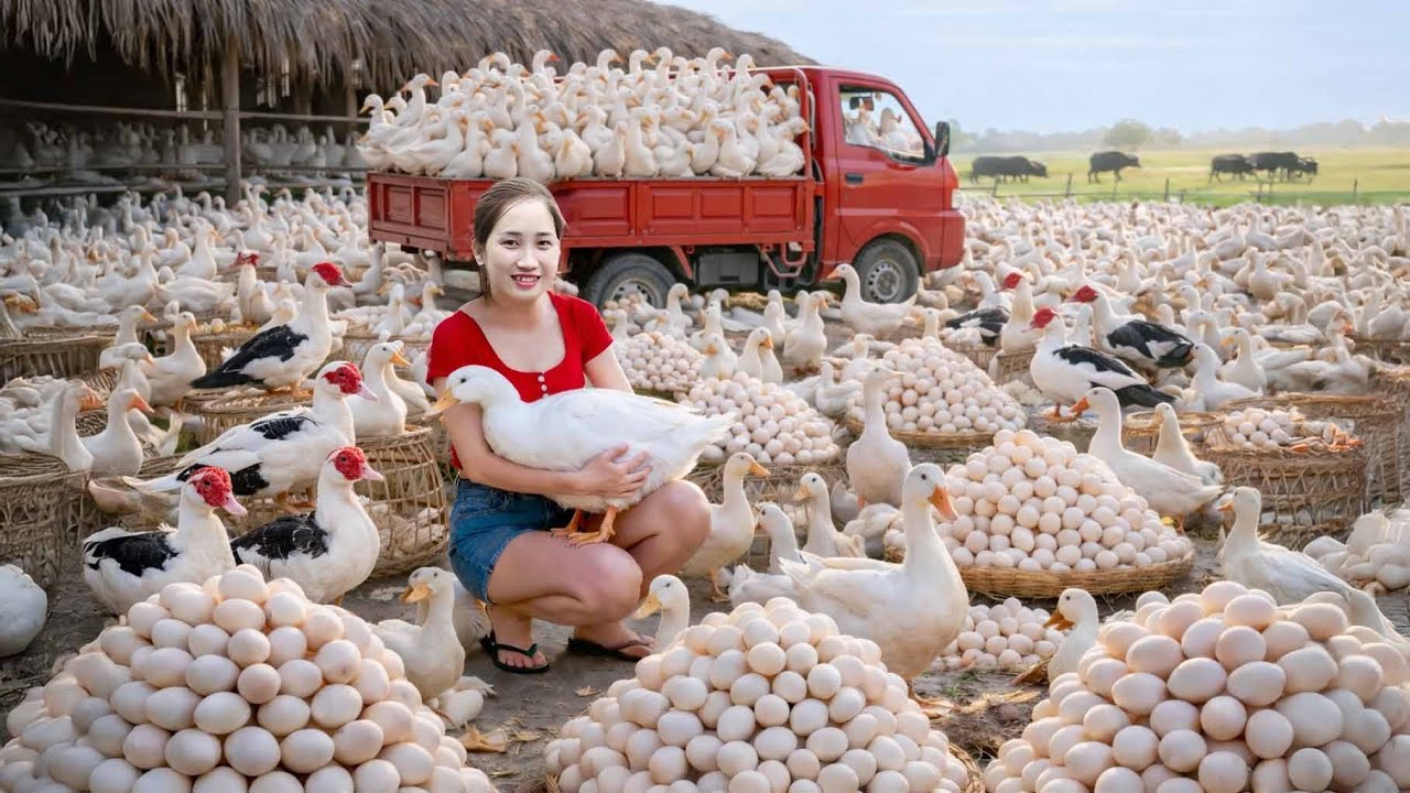 Harvesting 1000+ Rare Muscovy Duck Eggs That Sold Out Fast | Village Market 🥚🔥